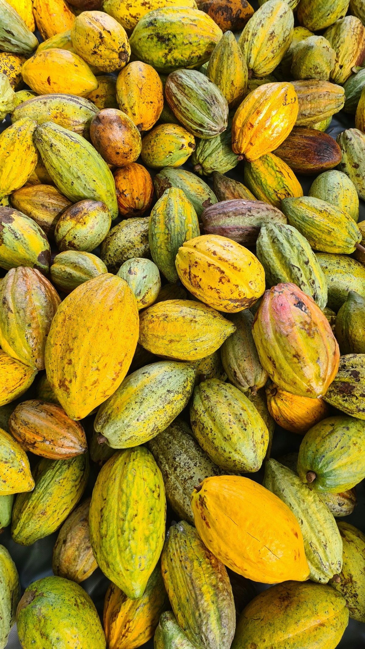 New Cocoa Board Bill to Guarantee Farmers at Least 70% of Cocoa Export Price – Finance Minister